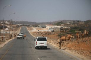 Kamele nahe Salalah im Südoman. Foto: Oliver Heider