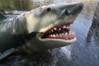 Angriff des weißen Hais. Foto: Oliver Heider